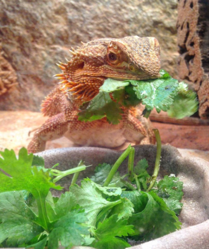 Cucumbers and Bearded Dragons: Benefits, Risks, and Feeding Recommendations post thumbnail image