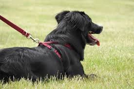 Innovative Technology: GPS Dog Collars for Peace of Mind post thumbnail image