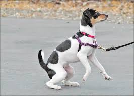 Custom Dog Harness for Maltese: Delicate and Elegant post thumbnail image